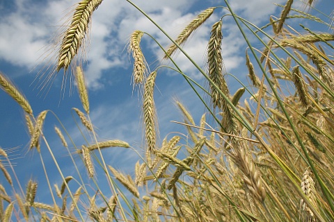 Рентабельность производства пшеницы снизилась впервые с 2017 года