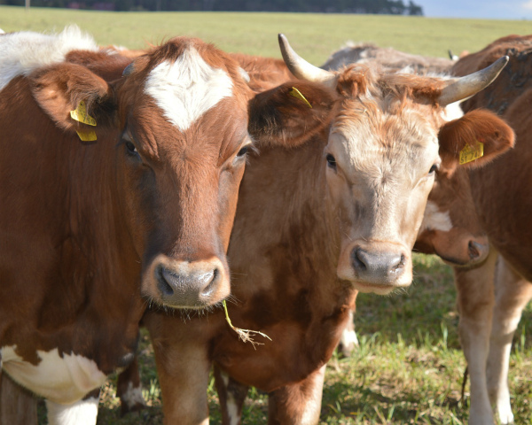 Молочные компании США уничтожили 500 тыс. коров для поддержания цен