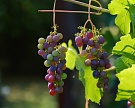 Кубань собрала рекордные 211 тыс. тонн винограда