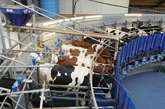«Агрокомплекс» вновь отложил строительство молочной фермы