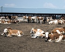 Тюменские ЛПХ получат от властей 750 коров
