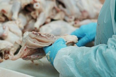 «Русагро» вложит 12 млрд рублей в производство птицы