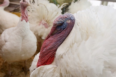 «Дамате» начнет выпускать мясо индейки и утки в Ростовской области в декабре