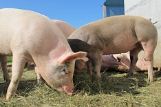 Во Владимирской области поголовье свиней сократилось вдвое