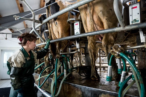 «Агроэко» вложит 5 млрд рублей в строительство молочной фермы