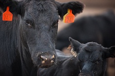 Убыток «Мираторга» в производстве говядины превысил 2 млрд рублей