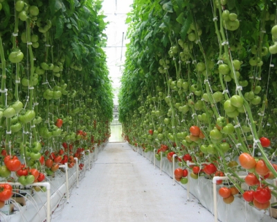 Через два года Подмосковье обеспечит себя овощами на 125%