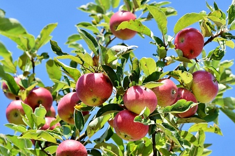 В Крыму появится яблоневый сад за 1,3 млрд рублей