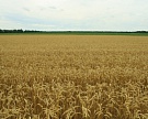 Сельхозпроизводство Омской области увеличится на 3%