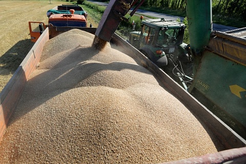 Экспортные и внутренние цены на пшеницу снижаются
