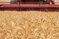 Урожайность зерновых снизилась на 21%