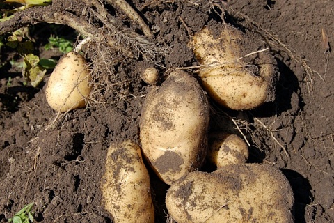 Урожай картофеля и овощей прогнозируется на уровне прошлого года