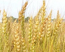 Пшеница подешевела на 40%