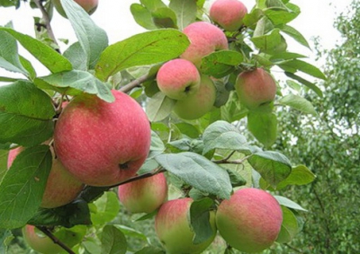«Агро-Белогорье» будет выращивать яблоки