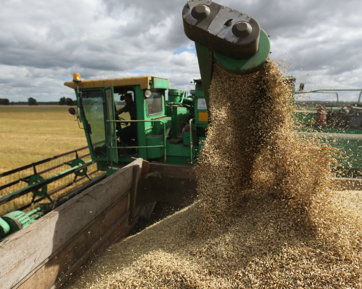 Сбор зерна снова превысил 100 млн тонн. Рост уровня агротехнологий помог аграриям преодолеть проблемы с погодой