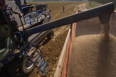 Экспортные цены на пшеницу растут десятую неделю подряд