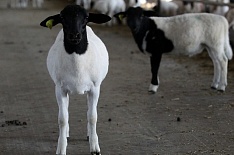 «Мираторг» начал выращивать овец