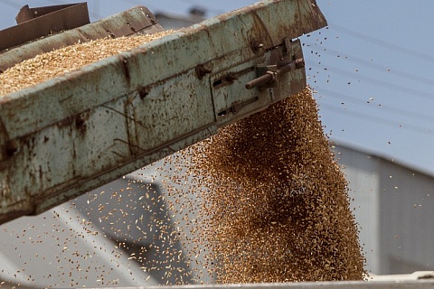 Экспорт зерна в мае составит 1,2 млн тонн