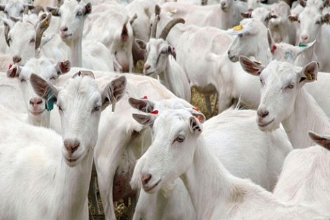 Ферму на 3,6 тысячи коз построят в Подмосковье