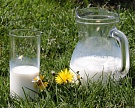 Белоруссия возобновит поставки молока в Россию