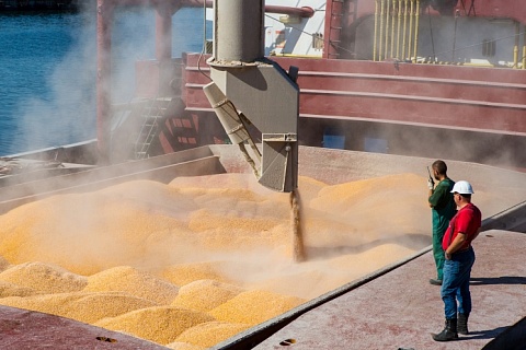 Россия может сохранить лидерство в экспорте пшеницы