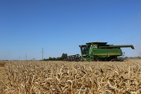 Минсельхоз повысил прогноз урожая пшеницы до 78 млн тонн