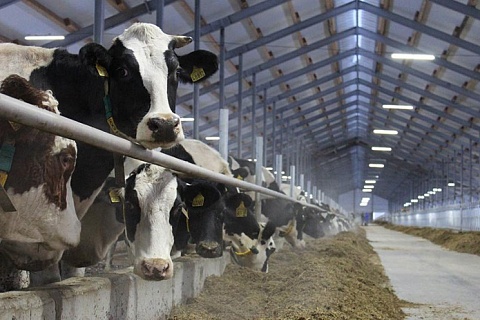 «ЭкоНива» увеличила производство молока на 22%