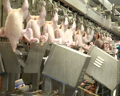 В 2015 году Россия может экспортировать 100 тыс. т мяса птицы