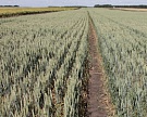 ФАО ООН сократило прогноз мирового производства зерновых
