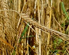 Урожайность зерновых пока выше прошлогодней