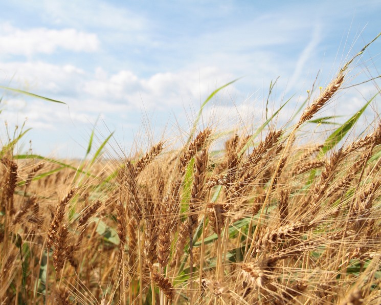 Мировые запасы пшеницы обновят рекорд в сезоне-2019/20