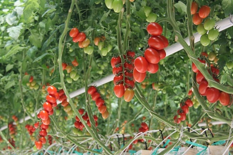 Россельхозбанк: потребление тепличных овощей не будет расти до 2025 года