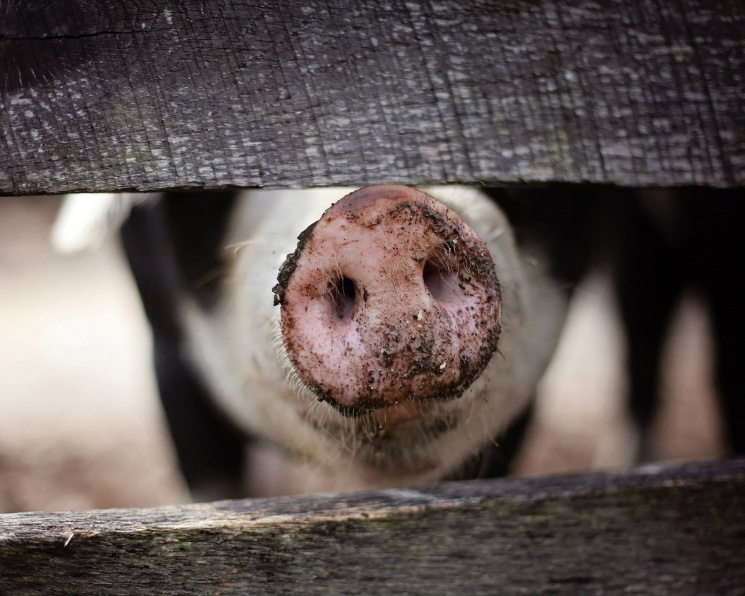 Российский рынок свинины — на пороге первого локального кризиса перепроизводства?‌