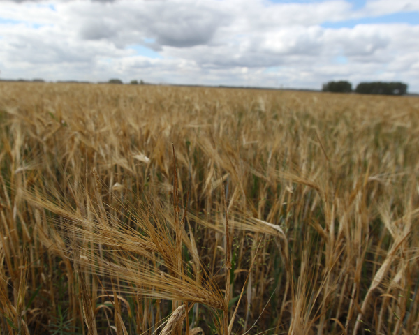 Сбор зерна преодолел 100-миллионный рубеж
