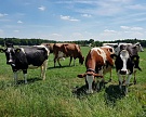 «Мираторг» покупает молочную ферму и землю в Орловской области