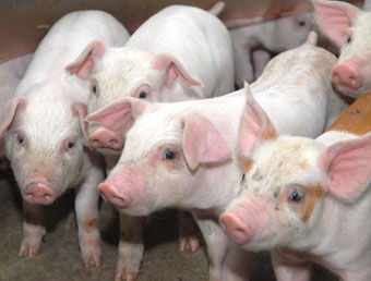 В Псковской области отменили карантин по чуме свиней