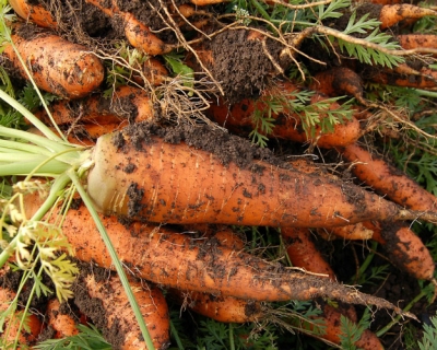 «АФГ Националь» начал выращивать морковь и свеклу