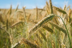 Экспортные цены на пшеницу снизились впервые с декабря