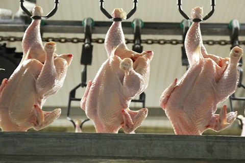 Группа «Ресурс» начала экспорт мяса птицы с использованием железной дороги