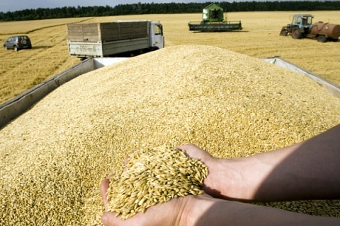 Сбор пшеницы в России выше прошлогоднего почти на 26 млн тонн