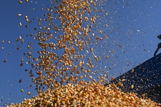 Экспорт кукурузы в сезоне-2018/19 сократится до 2 млн тонн