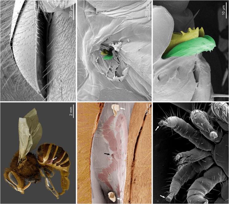 Микроскопические исследования раскрыли механизм работы вредителей пчел