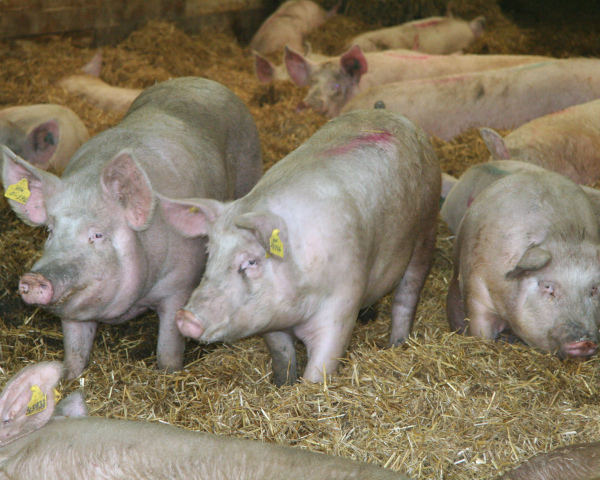 Производство свиней за полгода почти достигло 2 млн тонн