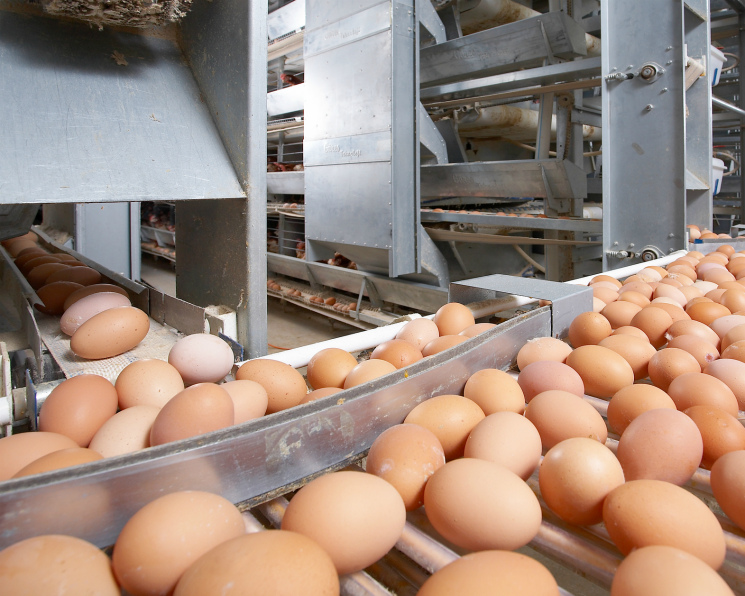 Яичная отрасль столкнулась с дефляцией. Цены на яйцо вернулись на уровень 2013 года