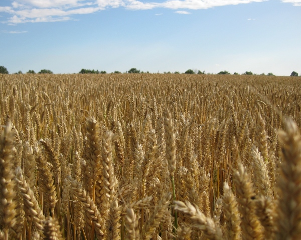 Минсельхоз повысил прогноз по сбору зерновых до 113 млн тонн