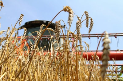Костромская область увеличила сбор зерновых