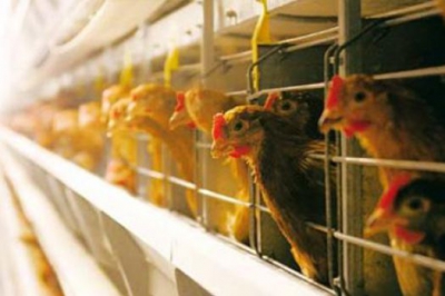 Производство мяса птицы в «Приосколье» превысило 630 тыс. тонн