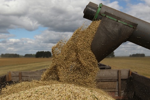 Российский зерновой союз: дисконт при экспорте пшеницы доходит до $70 за тонну