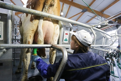 Цены на сырое молоко в этом году могут вырасти на 10%