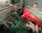 «Русагро» вложит 12 млрд рублей в новые свинокомплексы